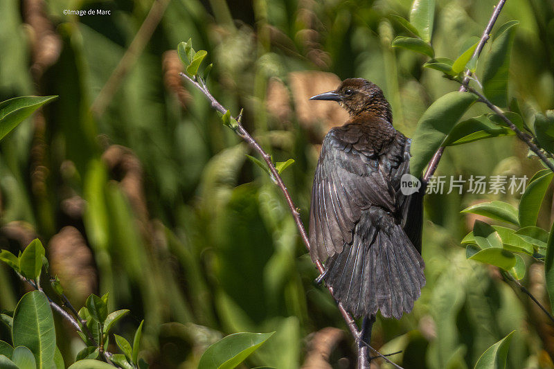 船尾白头鸦雌性，(Quiscalus major)， Zanate Marismeño，普通白头鸦。